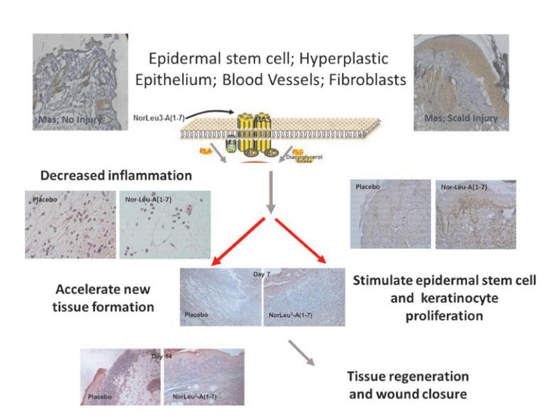 Mechanisms by which aclerastide accelerates healing. Aclerastide accelerates healing through reduction of inflammation and normalization of tissue healing. (Rodgers et al. 2015)